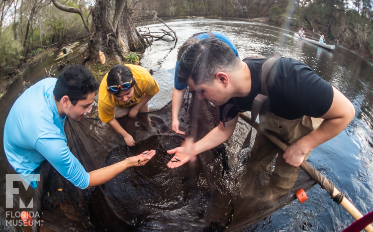 Gabriel Sommarriba showing three conference participants the ropes for ichthyological field work in the Santa Fe River. They are examining their sein net haul.